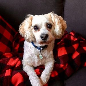 Meet your Posher, Pamela